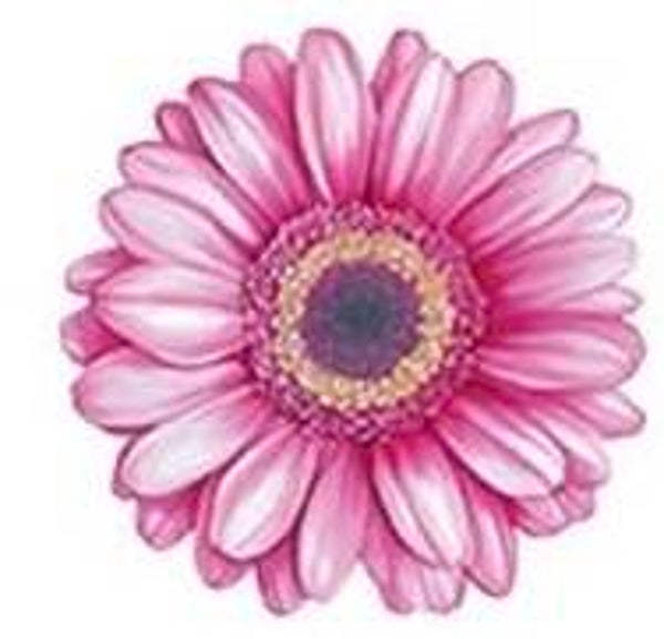 Pink Flower