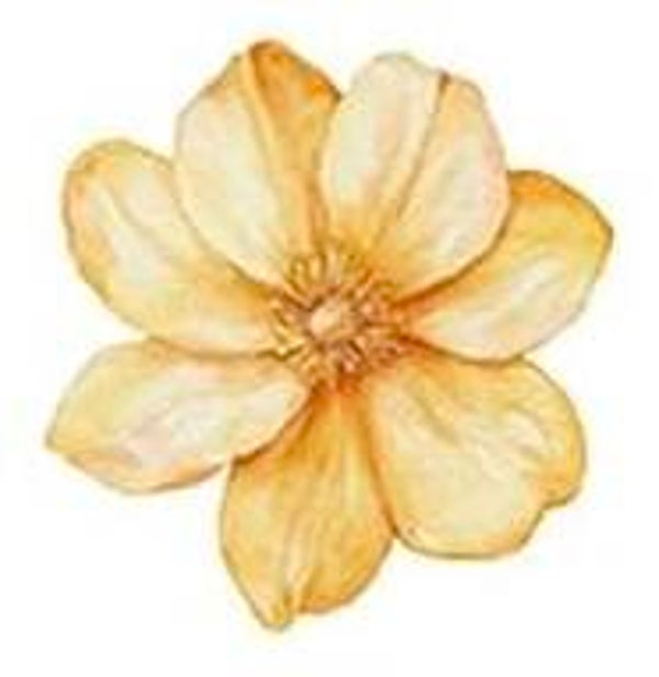 Yellow Flower