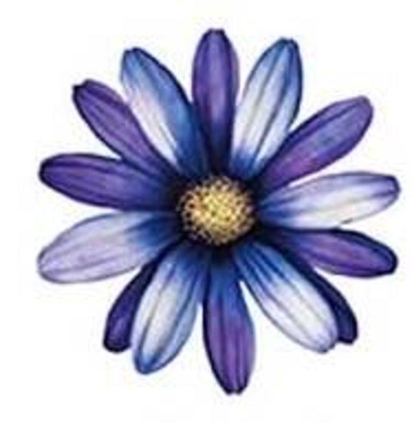 Purple Flower