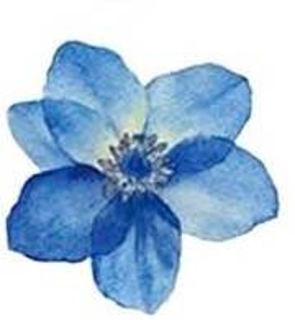 Blue Flower