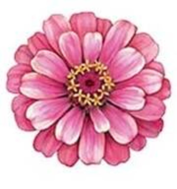 Pink Flower