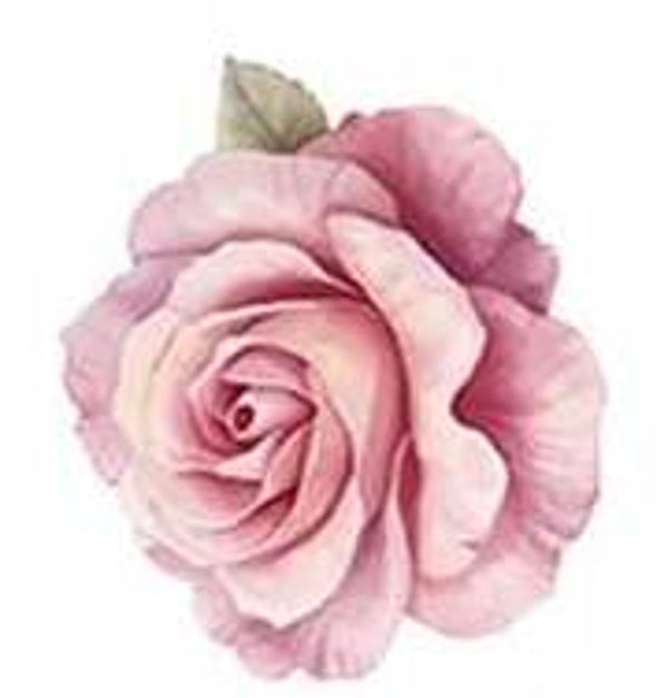 Pink Rose