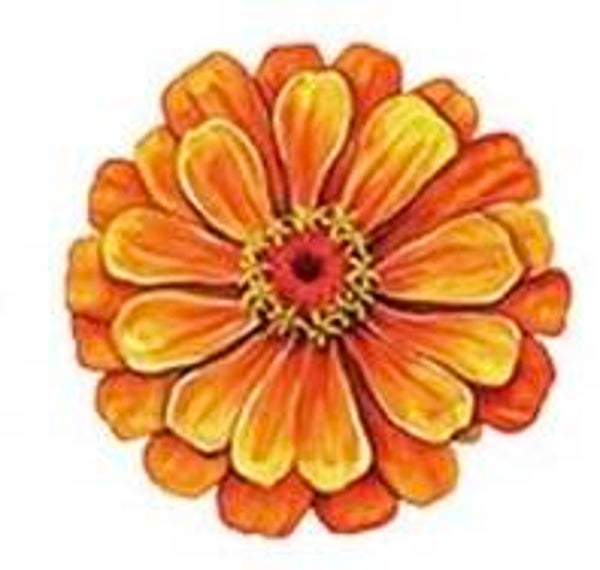 Orange Flower