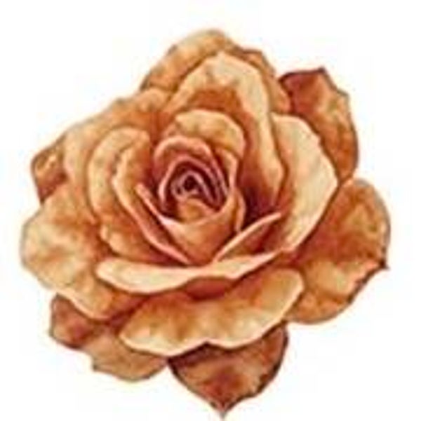 Brown Rose