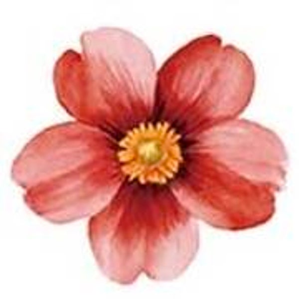 Red Flower