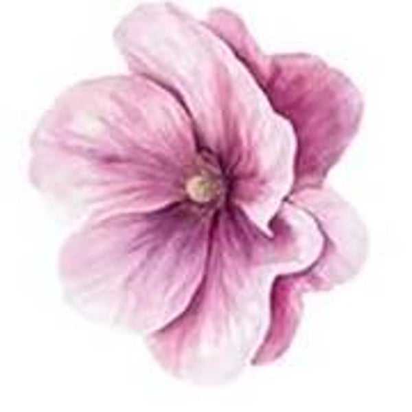 Pink Flower