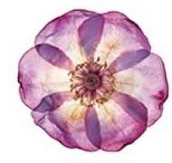 Purple Flower