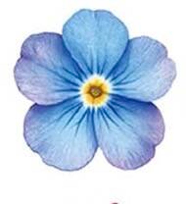 Light Blue Flower
