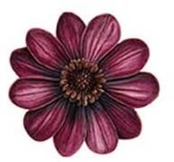 Maroon Flower