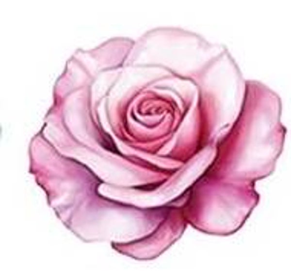 Pink Rose