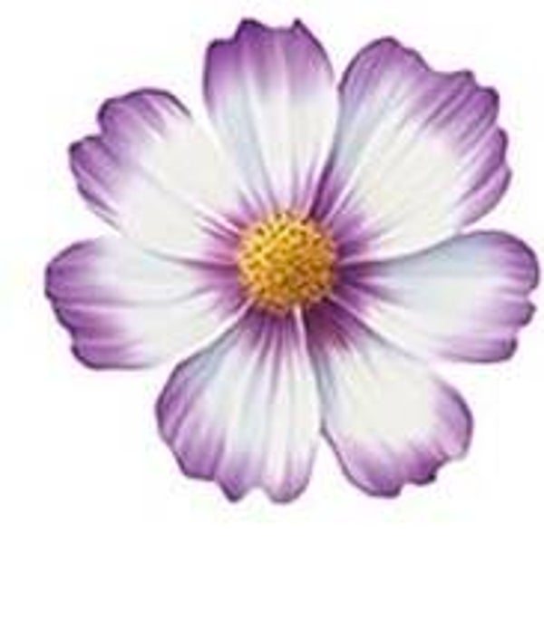 Purple and White Flower