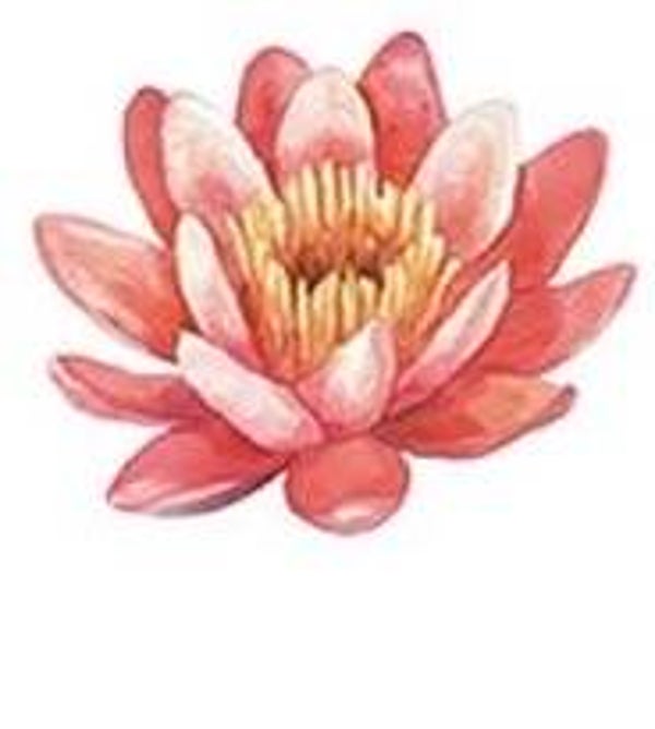 Light Red and Pink Flower