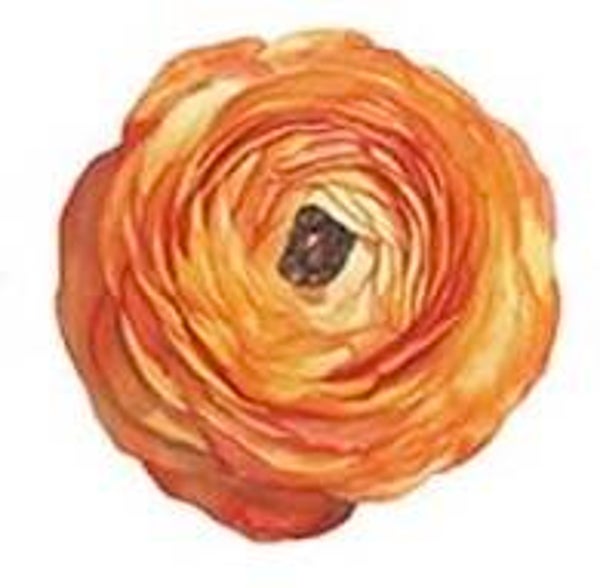 Orange Flower