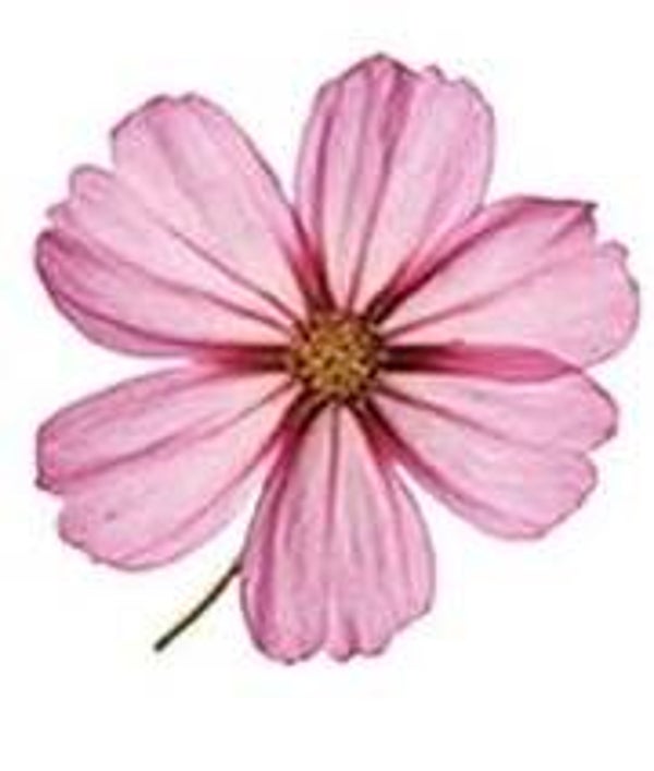 Pink Flower