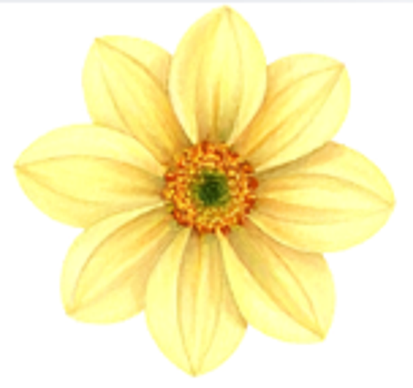 Yellow Flower