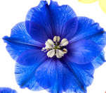 Blue Flower