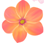 Peach and Orange Flower