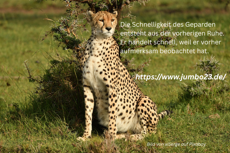 Die Schnelligkeit des Geparden entsteht aus der vorherigen Ruhe. Er handelt schnell, weil er vorher aufmerksam beobachtet hat.