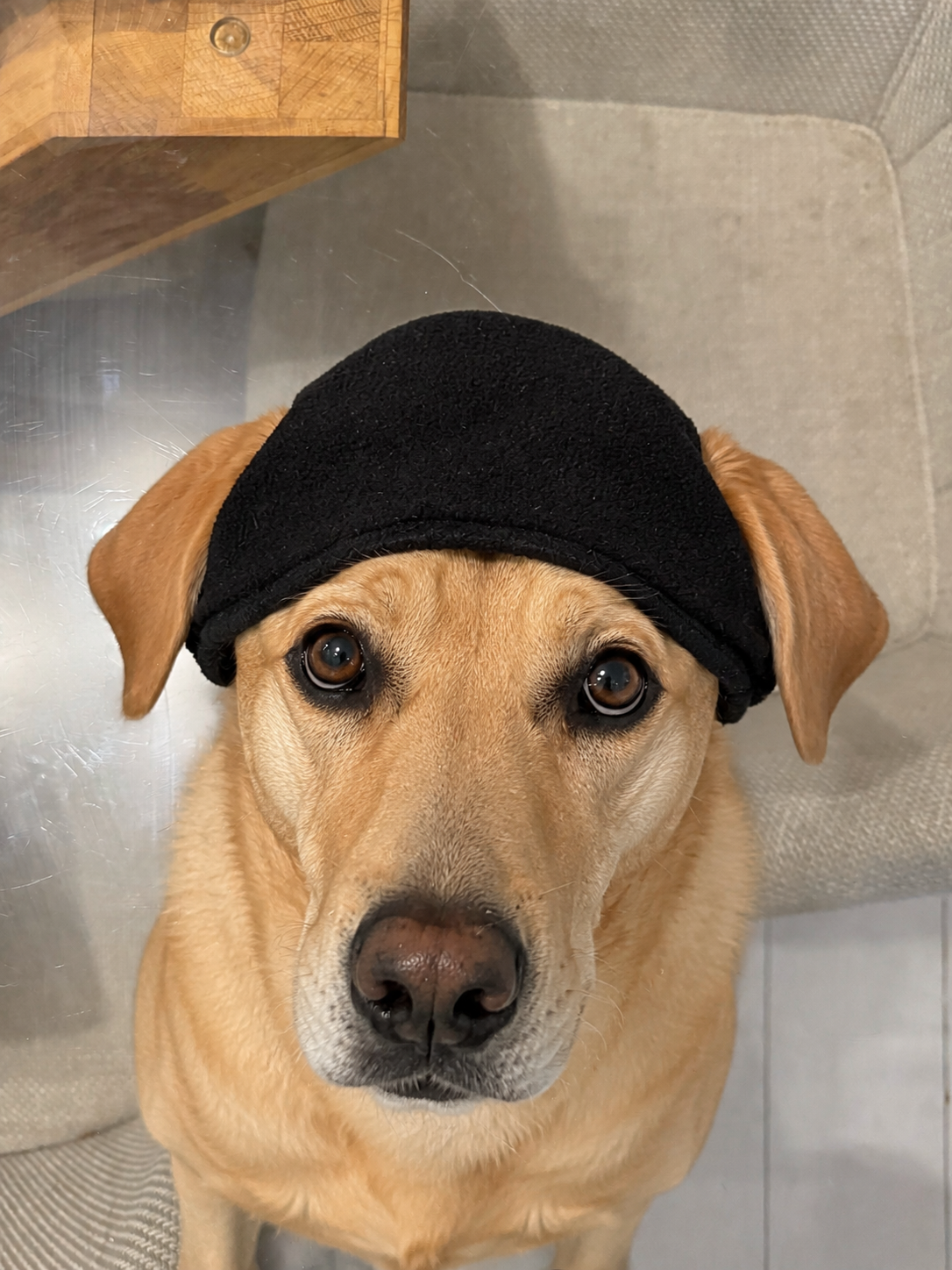 Bonnet