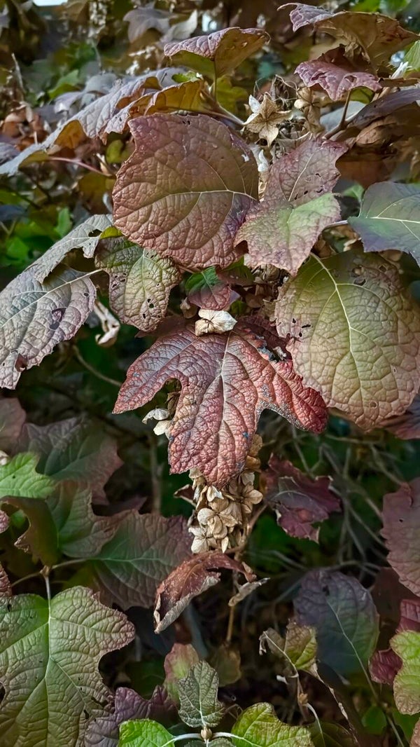 Oakleaf Hydrangea