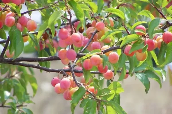 Chickasaw Plum Tree