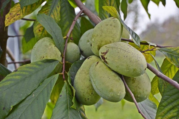 Pawpaw Tree