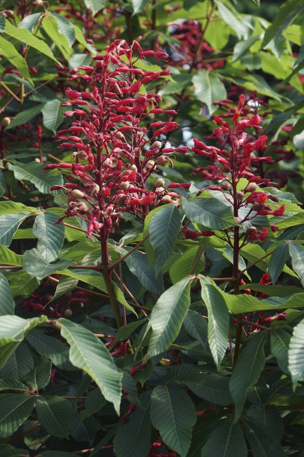 Red Buckeye Tree