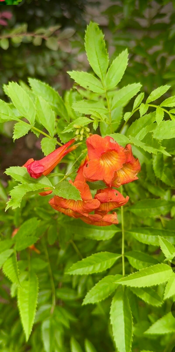 American Trumpet Vine
