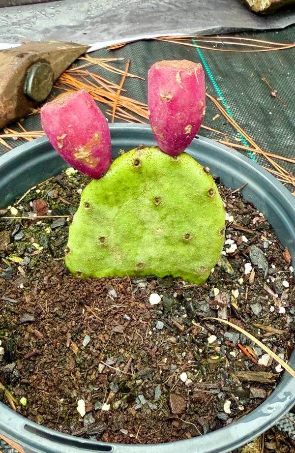 Prickly Pear - Southeastern