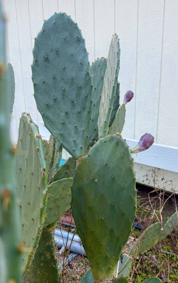 Prickly Pear - Carolina