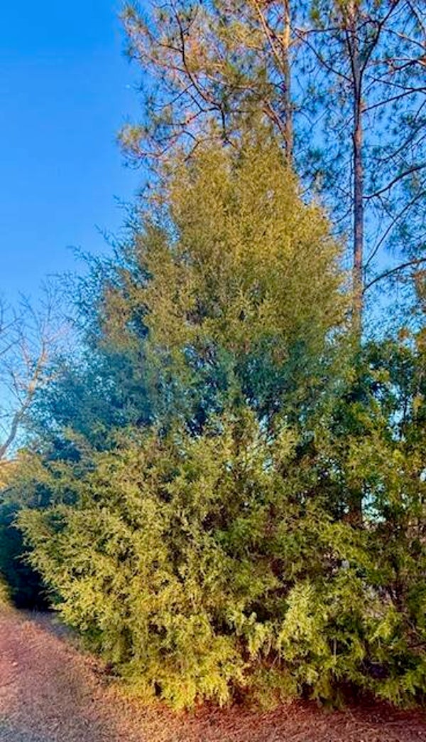 Eastern Red Cedar
