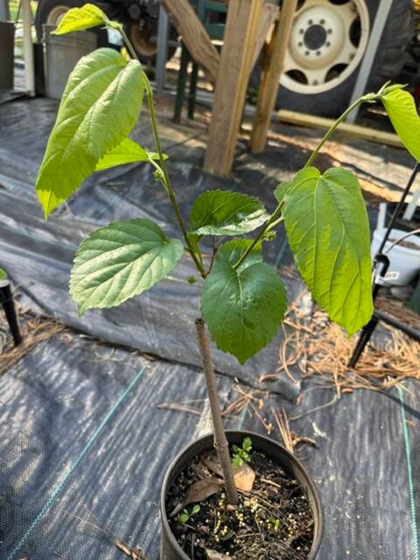 Valdosta Mulberry Tree