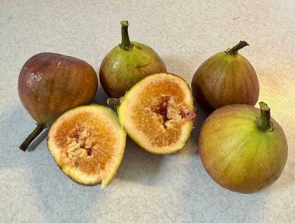 Celestial Fig Tree