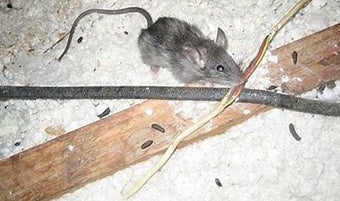 mice