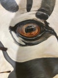 zebra-oog-standard.jpg