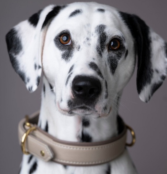 AMICI IVORY & AMICI kleuren - Halsband van dagleer. beschikbaar in 2 verschillende kleuren: