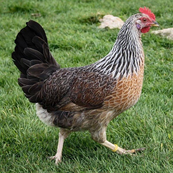 Silver Duckwing