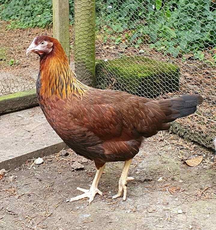 Partridge