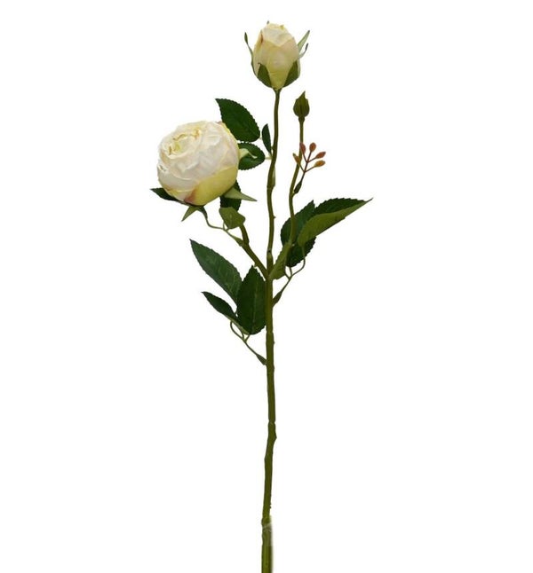 Artisan Florals | Bordeaux Peony - Aged White