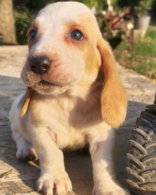 Nadi