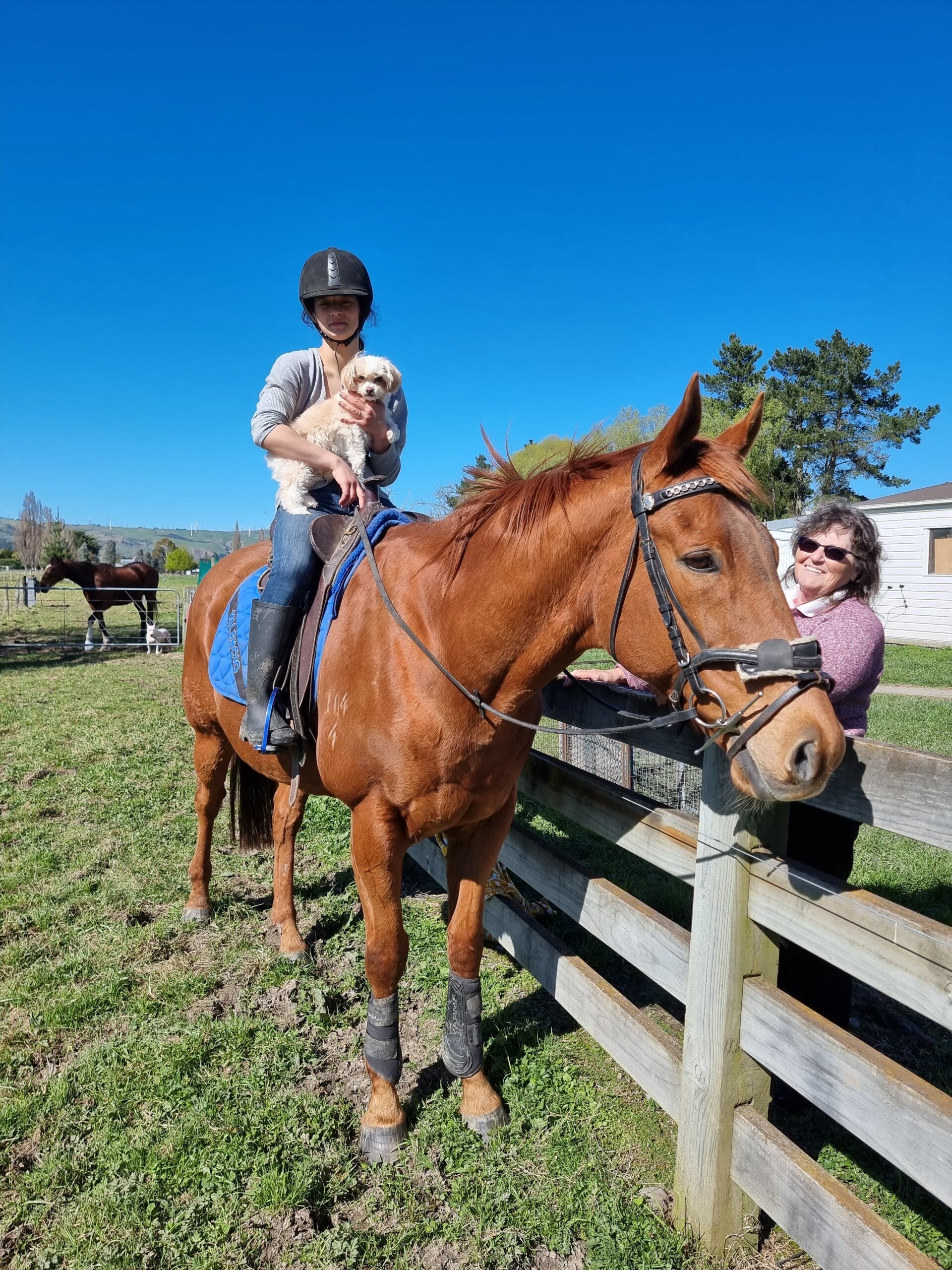 girl sitting ontop of a chestnut horse while holding a little dog