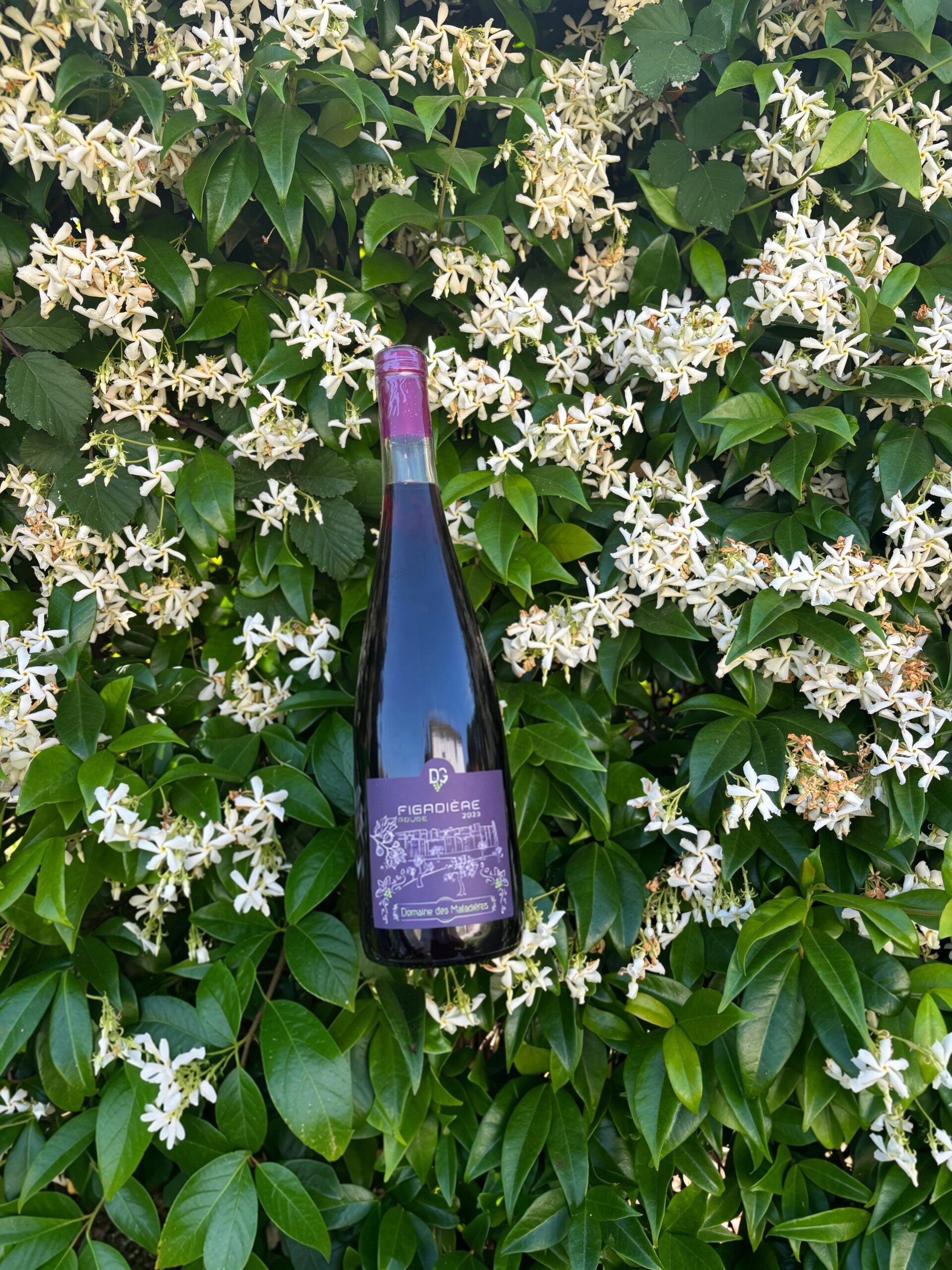 Figadière Rouge