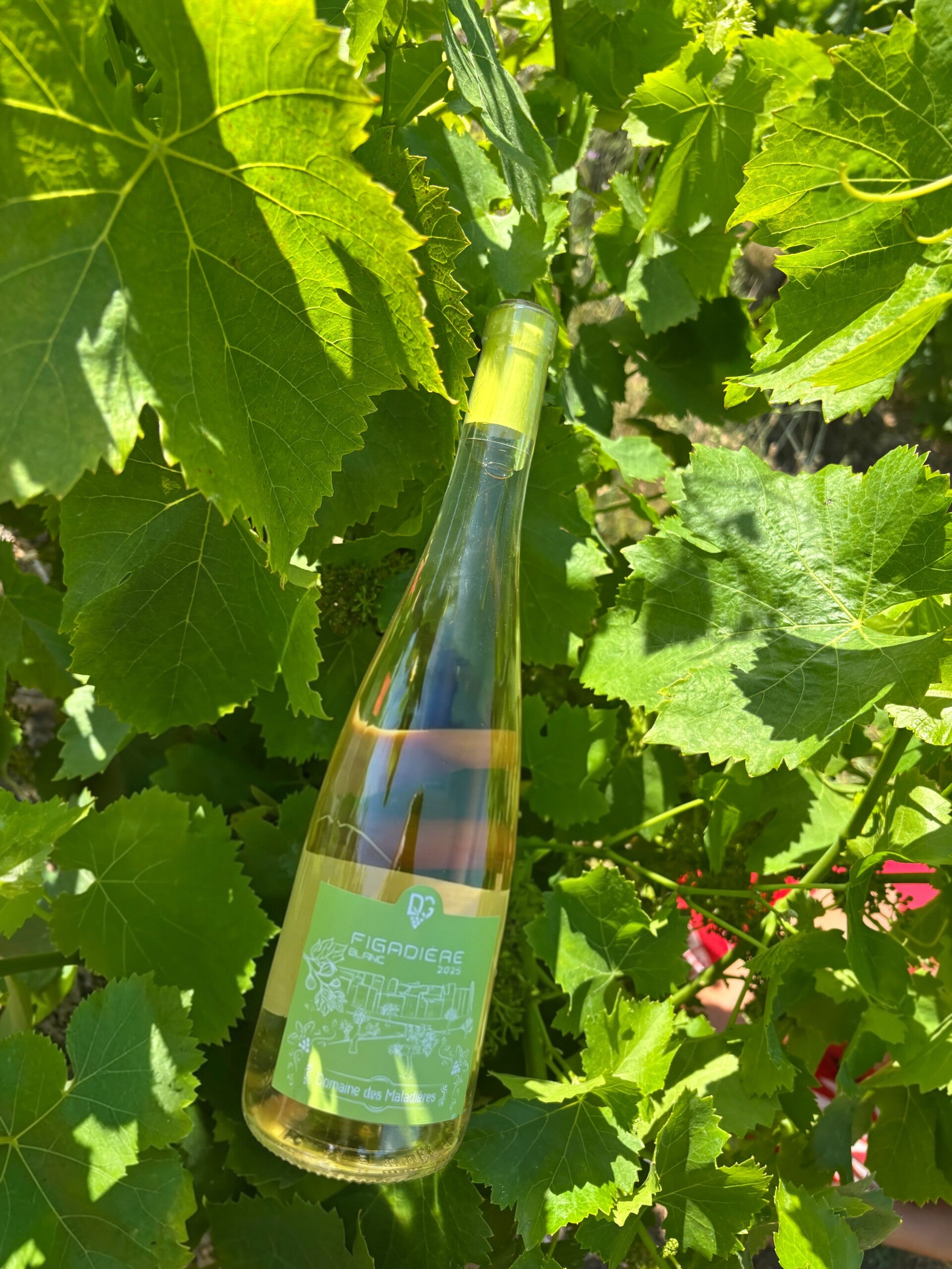Figadière Blanc