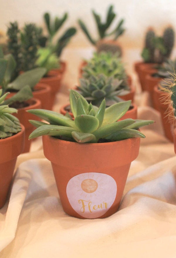 Mix van vetplantjes in terracotta potjes | 2,95/stuk