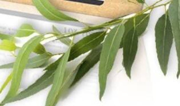 Huile essentielle d'Eucalyptus Emotion Naturelle (antibactérienne, désinfectante et analgésique, utilisée pour soulager la toux, le rhume, les problèmes respiratoires, apaise les douleurs musculaires et articulaires, aide à cicatriser ...)