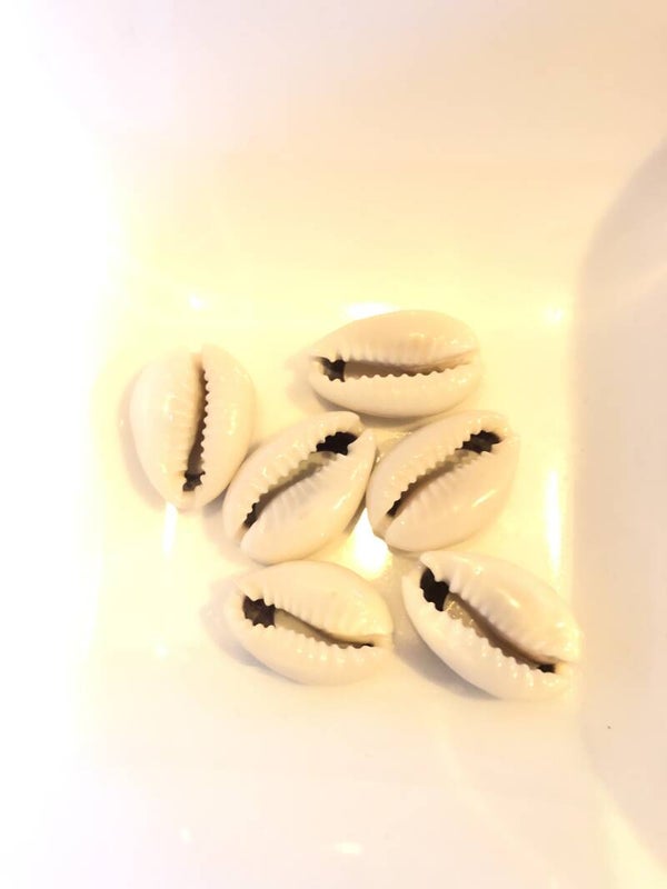 Kauri schelpen ongebleekt