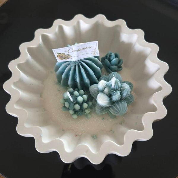 Coquille cactus