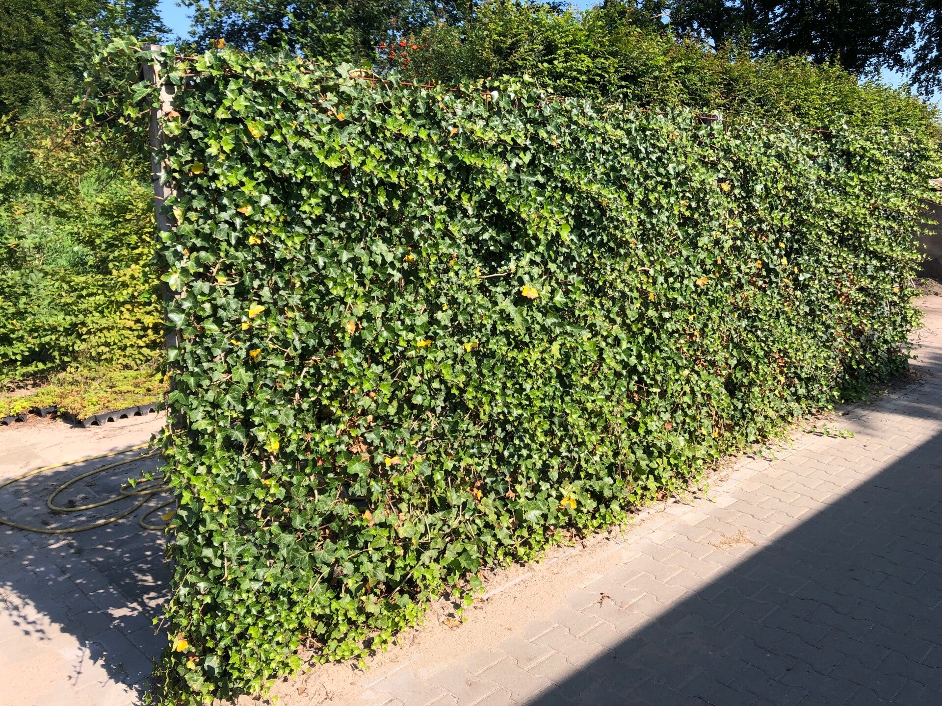 Gaashekwerk met klimop (Hedera) | ZelfbouwHout.nl