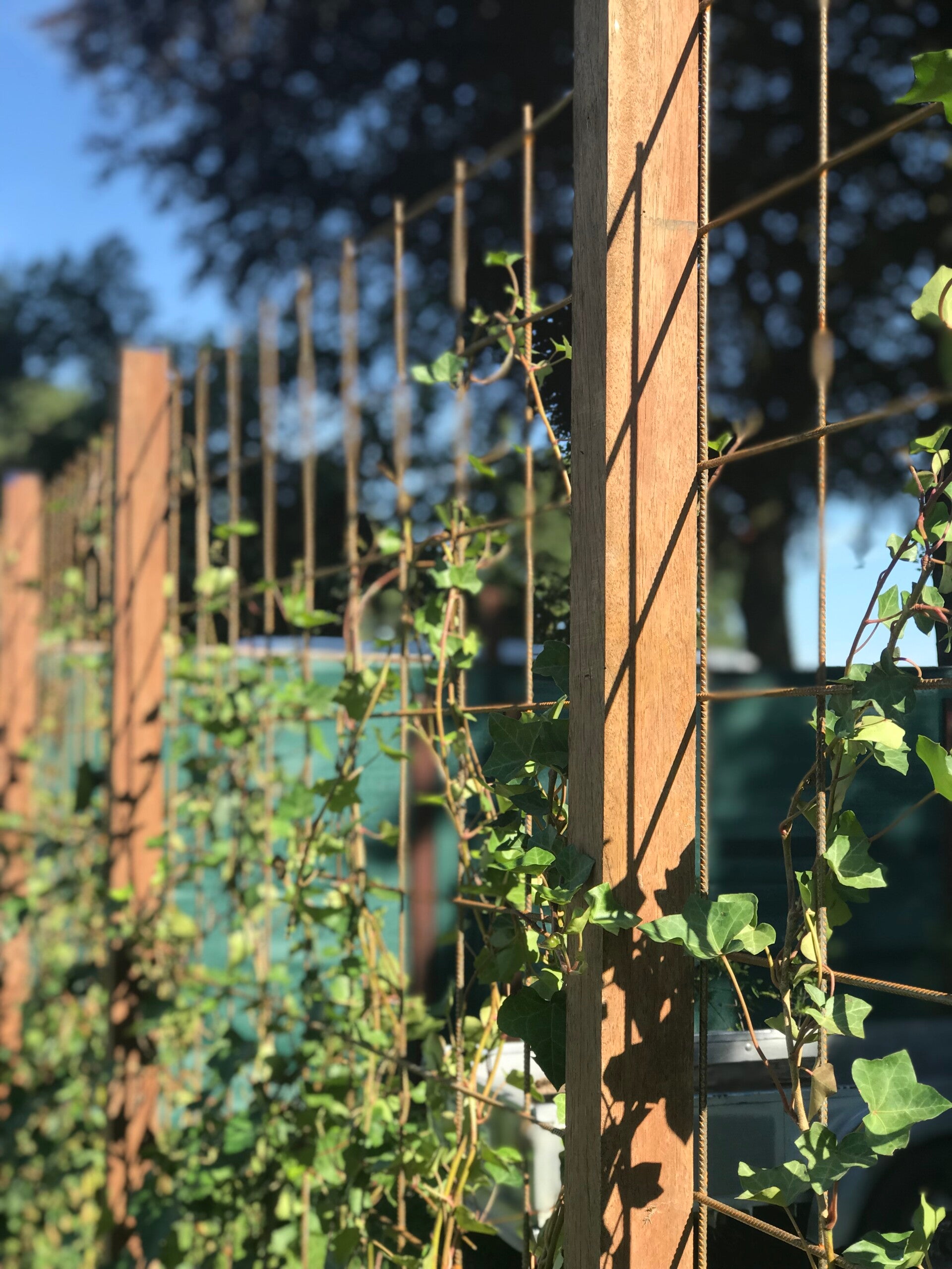 Gaashekwerk met klimop (Hedera) | ZelfbouwHout.nl