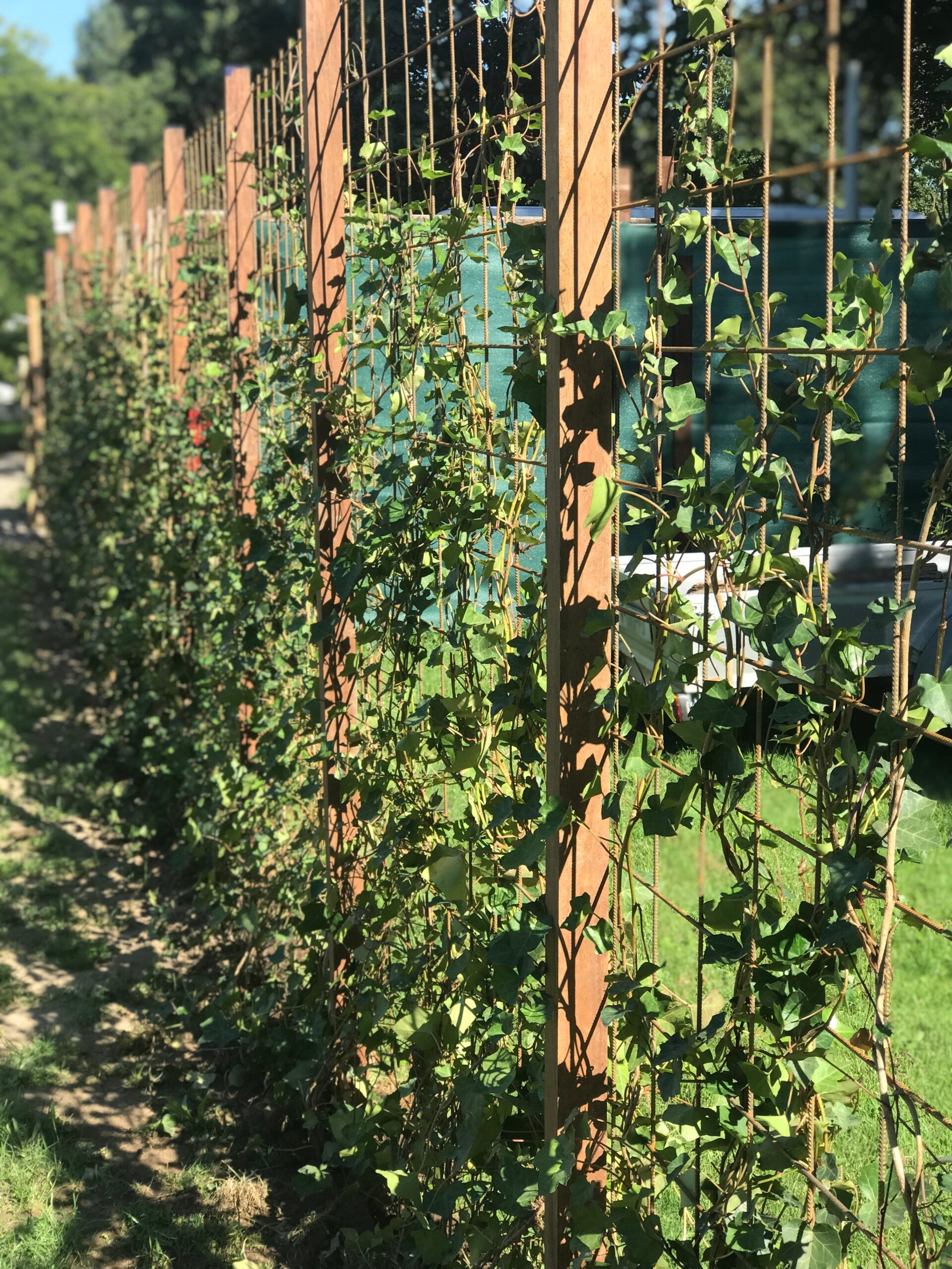 Gaashekwerk met klimop (Hedera) | ZelfbouwHout.nl